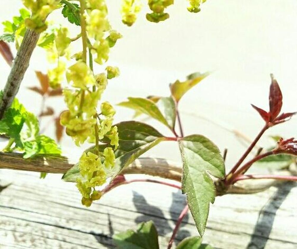 フサスグリ　Photo by TAKENOKOさん