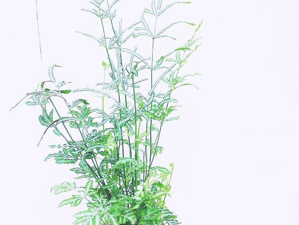 プテリス　鉢植え　葉