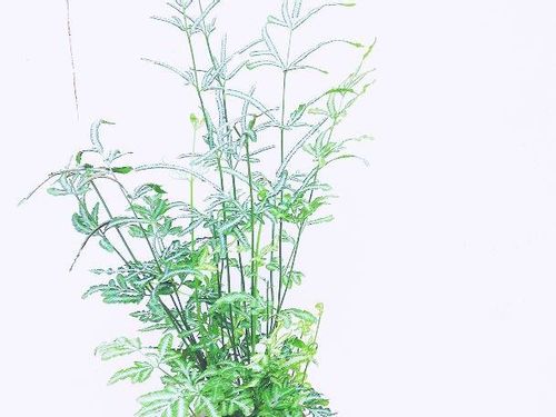 プテリスの育て方 植え付ける場所や水やりの仕方は Greensnap グリーンスナップ