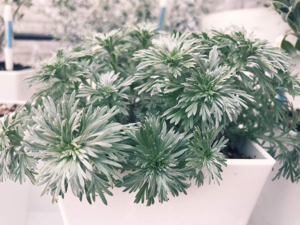 アサギリソウ(朝霧草)　鉢植え　葉