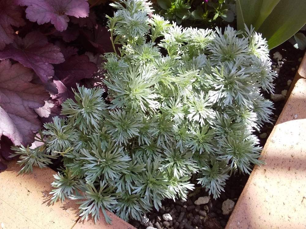 アサギリソウ(朝霧草)　地植え　葉　半日陰