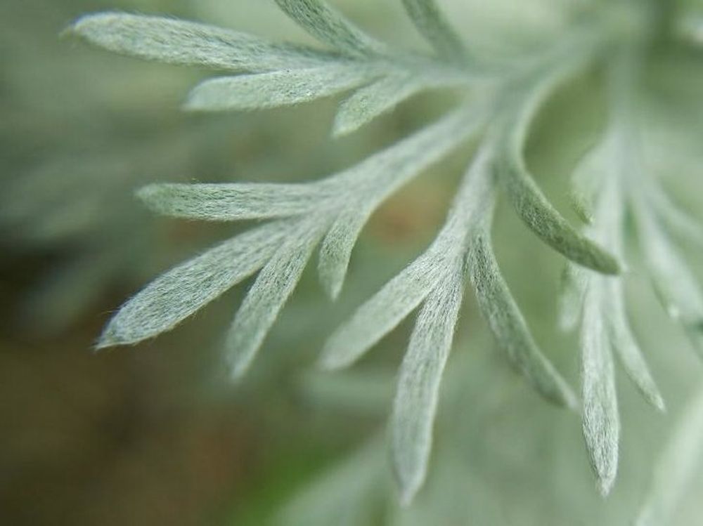 アサギリソウ(朝霧草)　葉