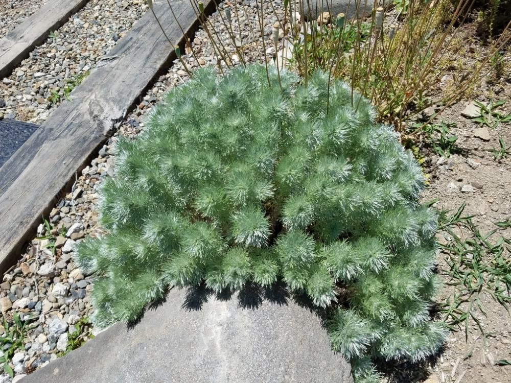 アサギリソウ(朝霧草)　地植え　用土