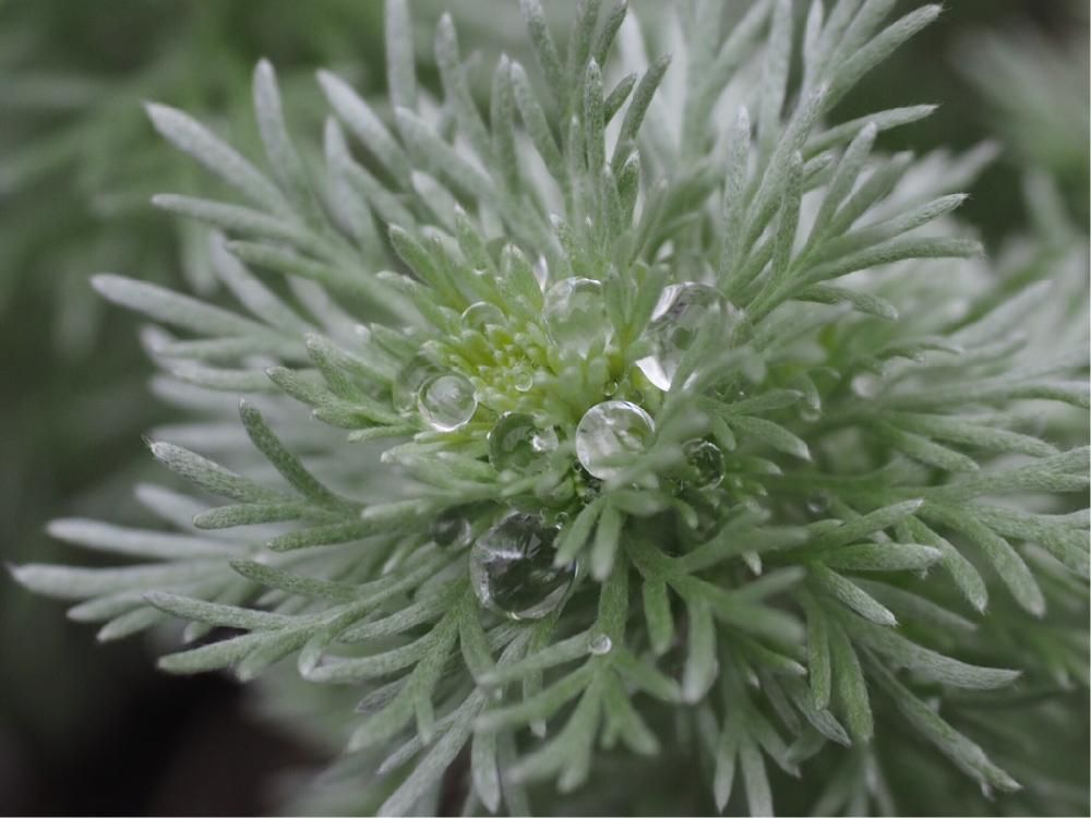 アサギリソウ(朝霧草)　葉　水滴