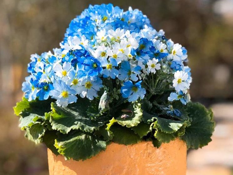 プリムラ・マラコイデス　青い花　白い花