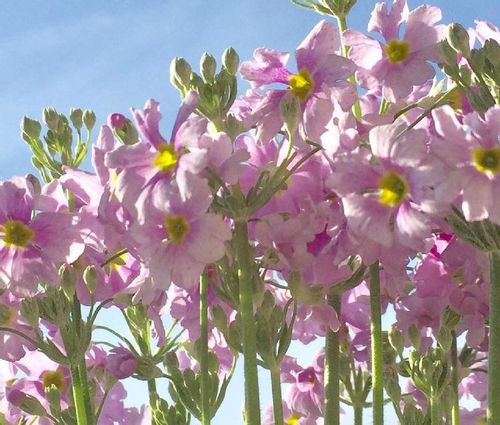 プリムラ マラコイデスの育て方 種まき 苗植えの時期は 増やし方は Greensnap グリーンスナップ