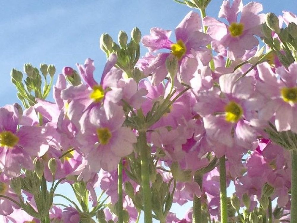 プリムラ・マラコイデス　ピンク色の花　青空