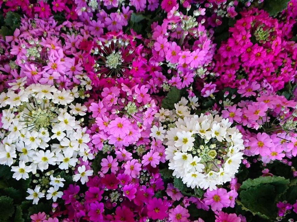 プリムラ・マラコイデス　紅白の花