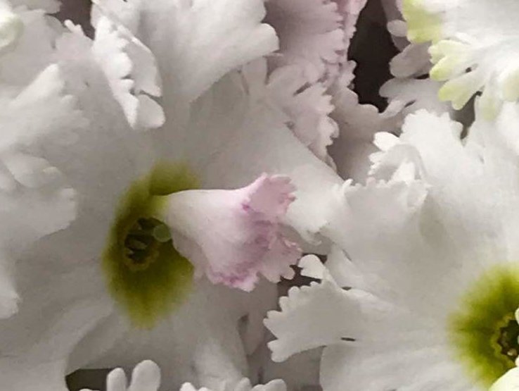 プリムラ・マラコイデス　白い花