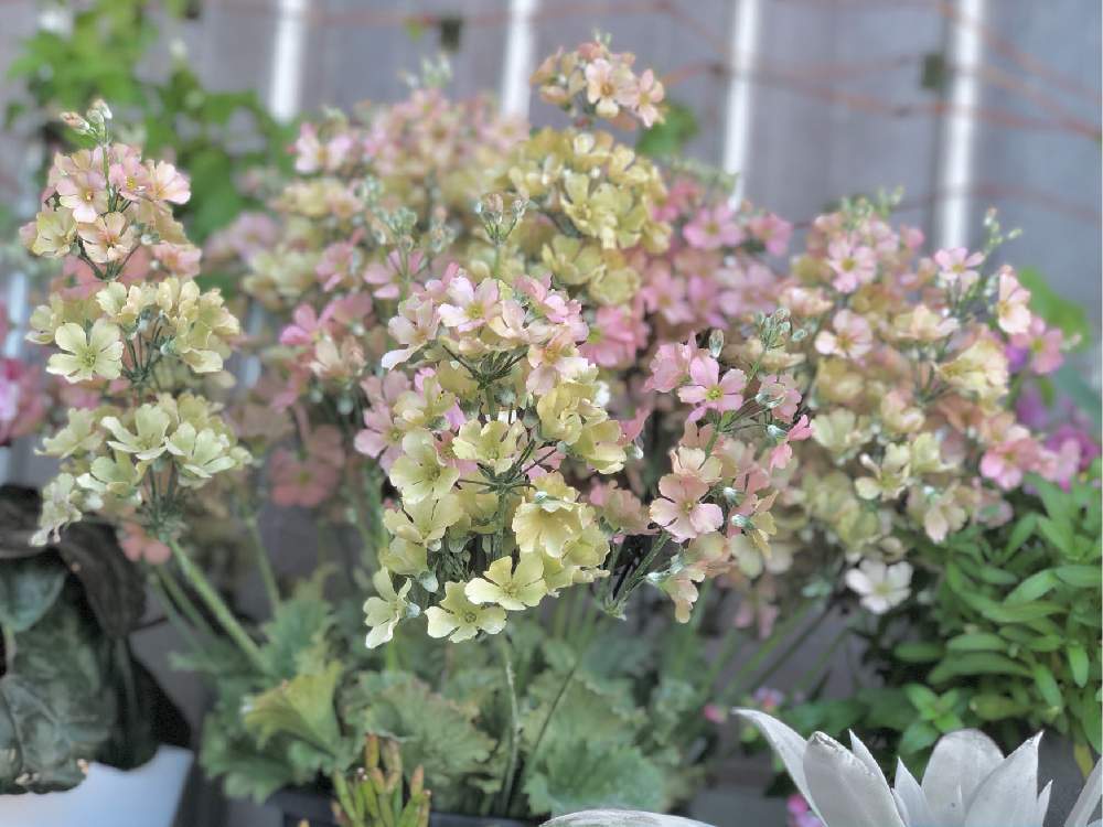 プリムラ・マラコイデス　淡い花