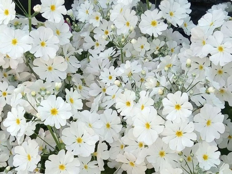 プリムラ・マラコイデス　白い花