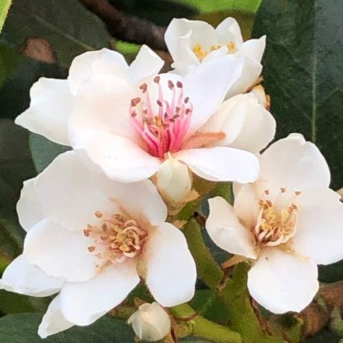 シャリンバイの育て方 種まきや挿し木 剪定の方法は Greensnap グリーンスナップ