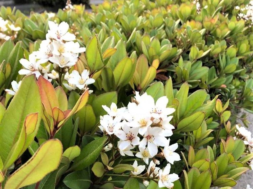 シャリンバイ　白い花