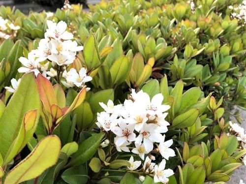 シャリンバイの育て方 種まきや挿し木 剪定の方法は Greensnap グリーンスナップ