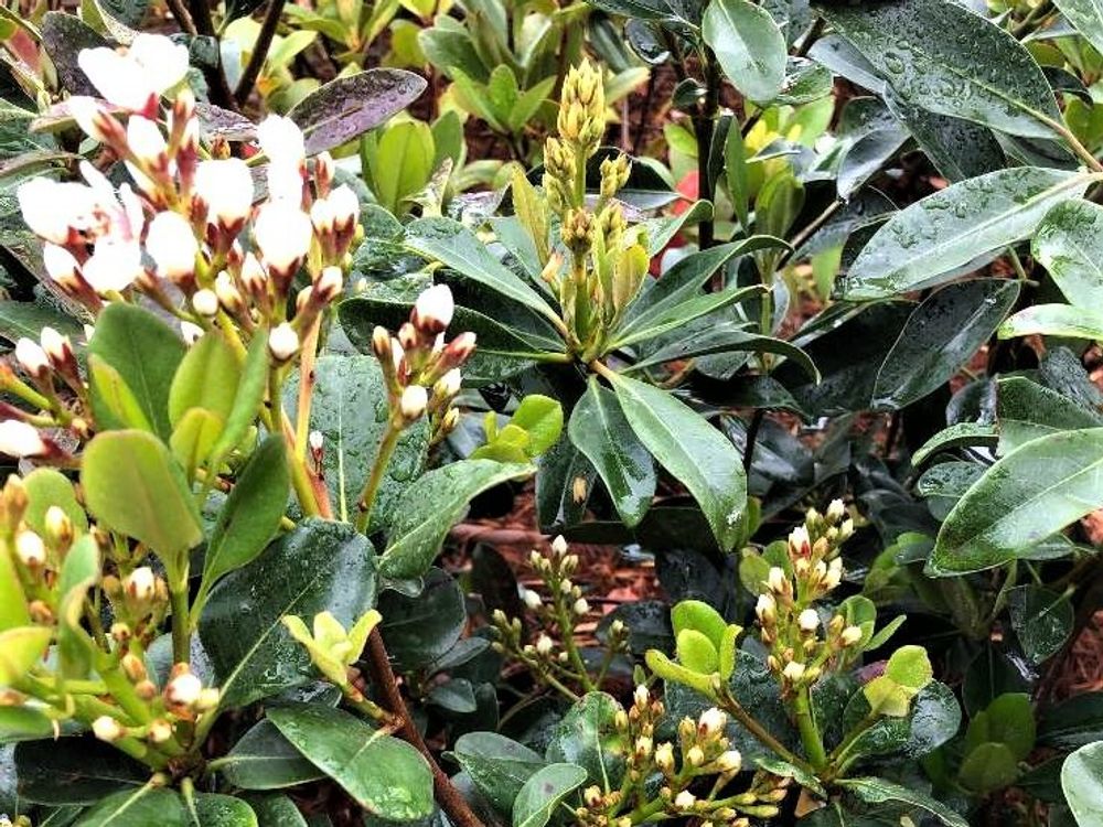 シャリンバイ　白い花　水滴