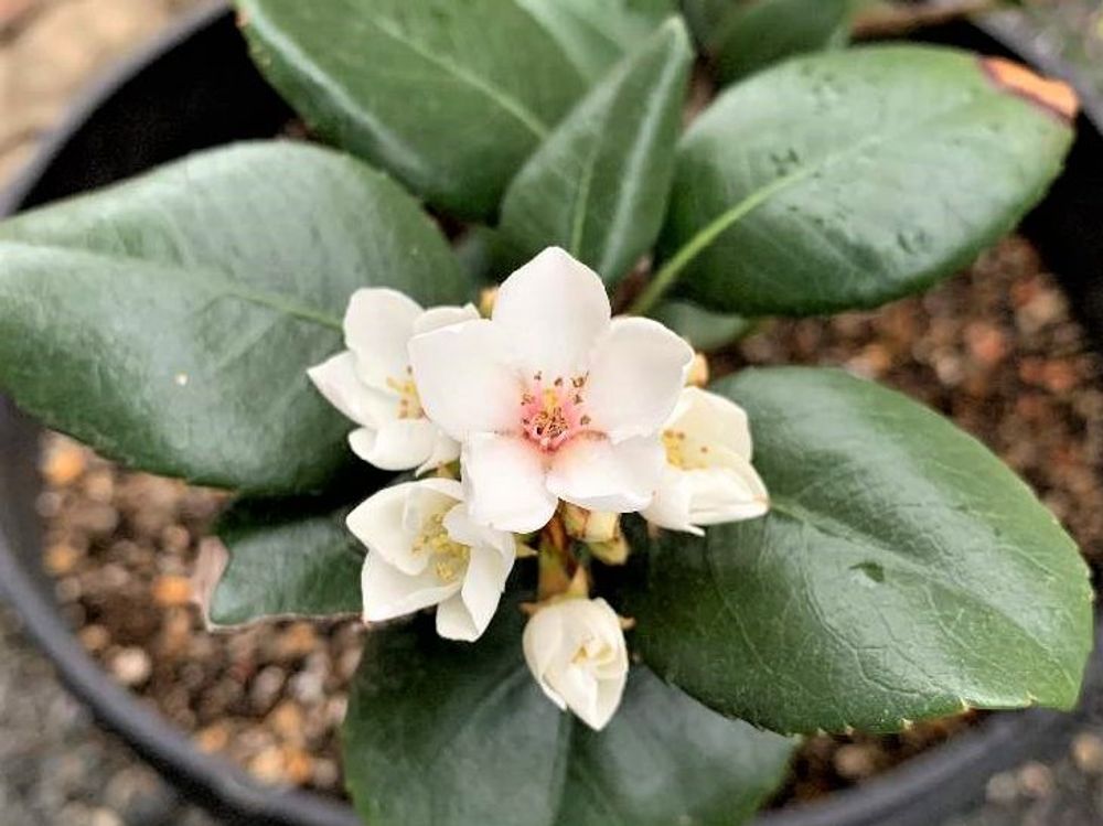 シャリンバイ　鉢植え　白い花