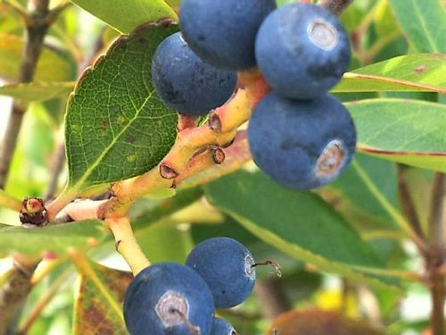 シャリンバイの育て方 種まきや挿し木 剪定の方法は Greensnap グリーンスナップ シャリンバイの育て方 種まきや挿し木 剪定の方法は Greensnap グリーンスナップ