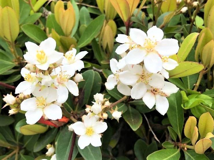 シャリンバイ　白い花