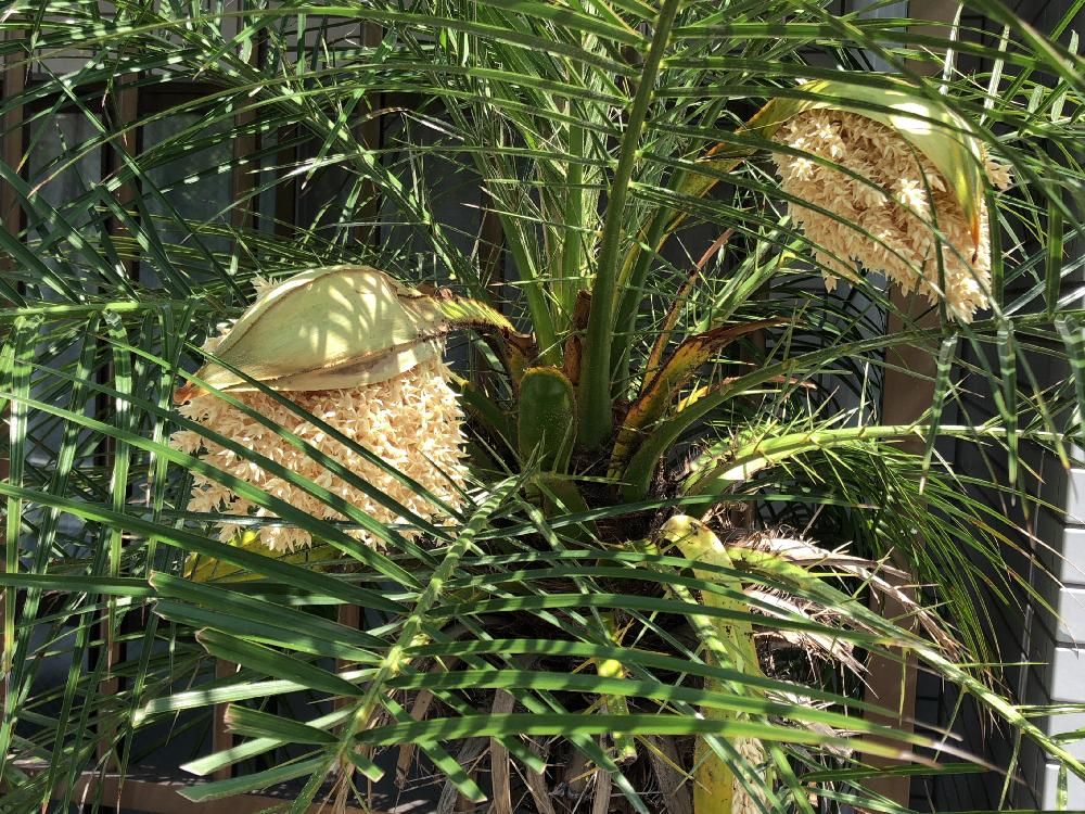 フェニックス　葉