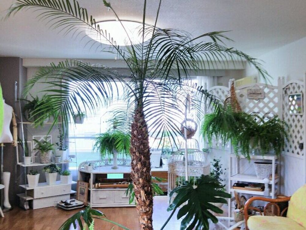 フェニックス　鉢植え　屋内