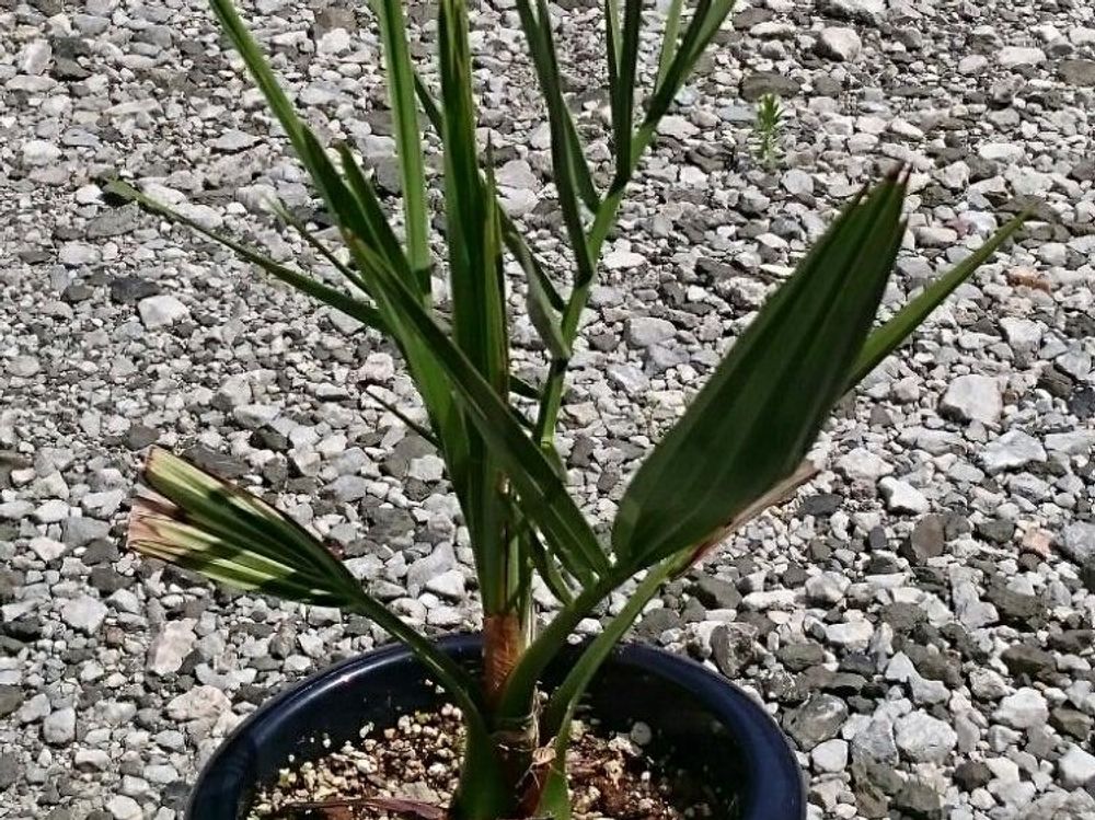 フェニックス　鉢植え　株