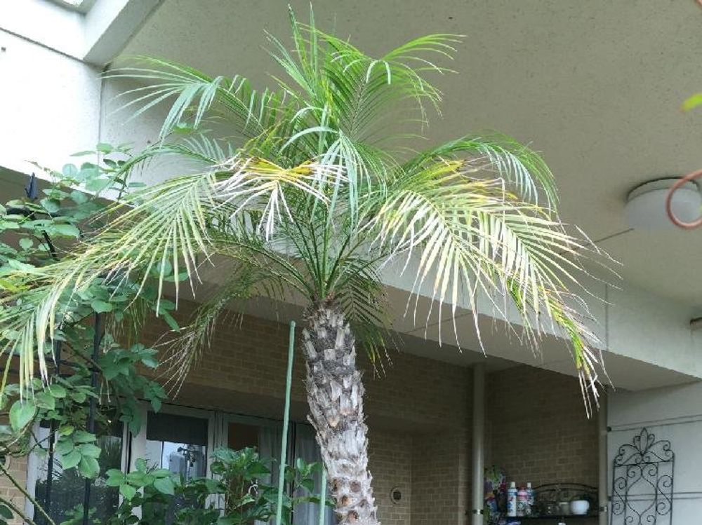 フェニックス　鉢植え　屋外