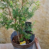 レモンティーツリーの育て方｜苗の植え方は？虫除けになるって本当？の画像