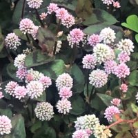 ヒメツルソバの育て方｜植え付けの適所は？増やし方はかんたん？の画像