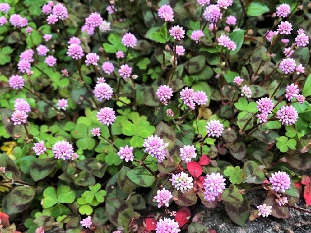 ヒメツルソバ　ピンク色の花