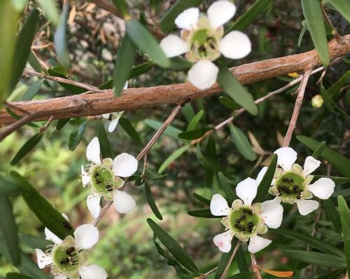 レモンティーツリーの育て方 苗の植え方は 虫除けになるって本当 Greensnap グリーンスナップ