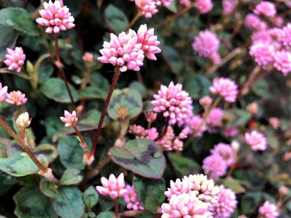 ヒメツルソバ　ピンク色の花