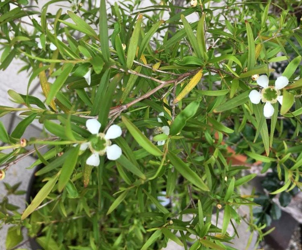 レモンティーツリーPhoto by ルブスさん