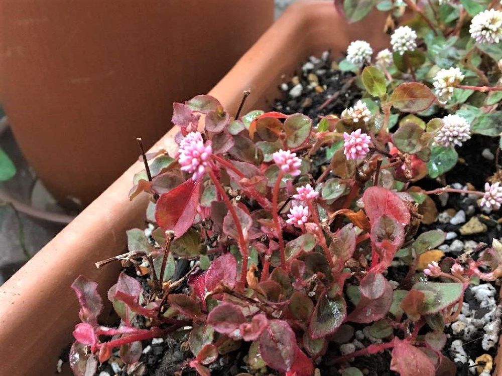 ヒメツルソバ　プランター　ピンク色の花