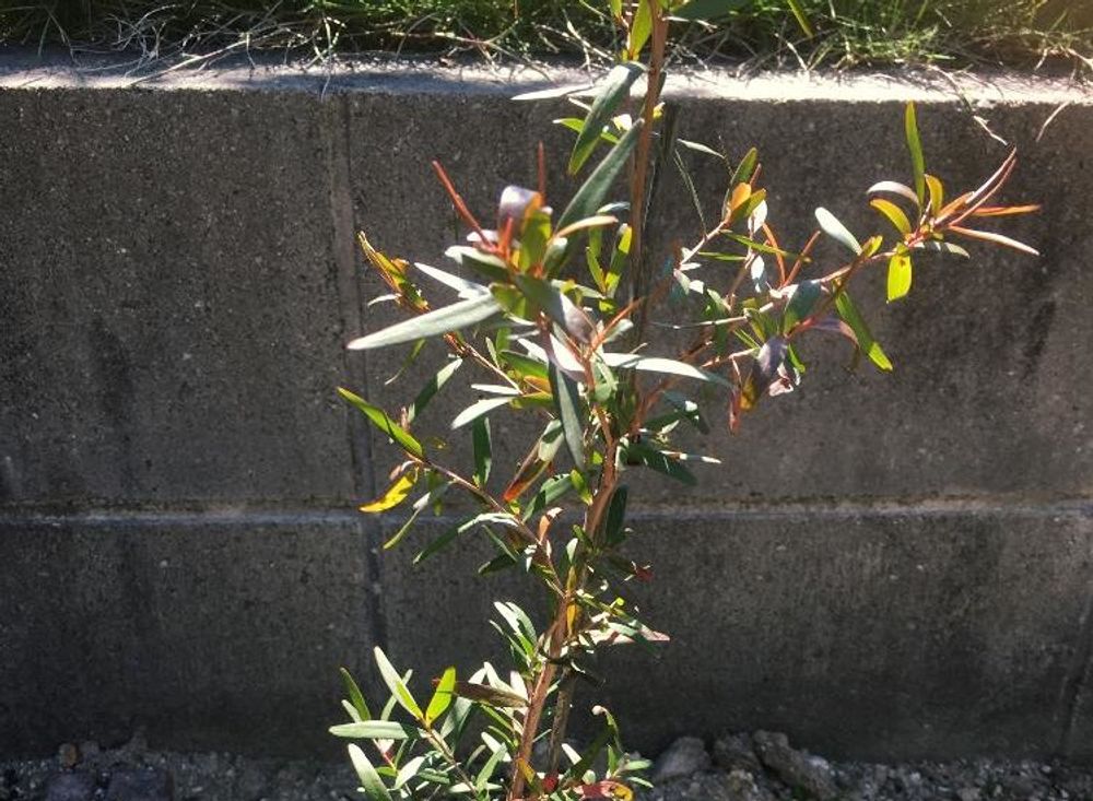 レモンティーツリーPhoto by くうさん