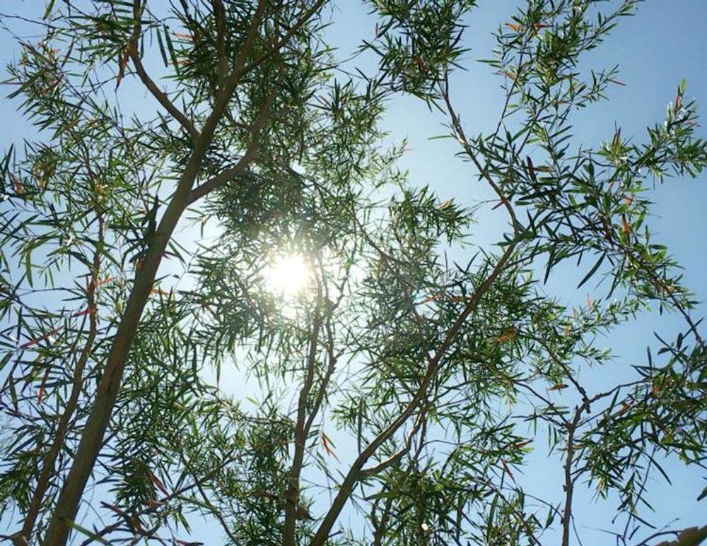 レモンティーツリーPhoto by ゆらりさん