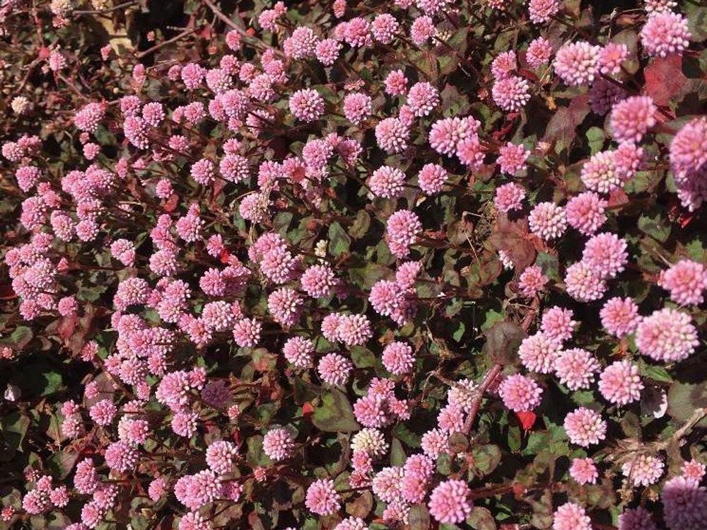 ヒメツルソバ　ピンク色の花