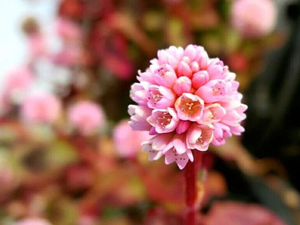 ヒメツルソバ　ピンク色の花