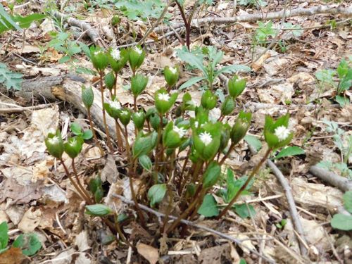 ヒトリシズカの育て方 種まき時期は 日当たりや水やり加減は Greensnap グリーンスナップ