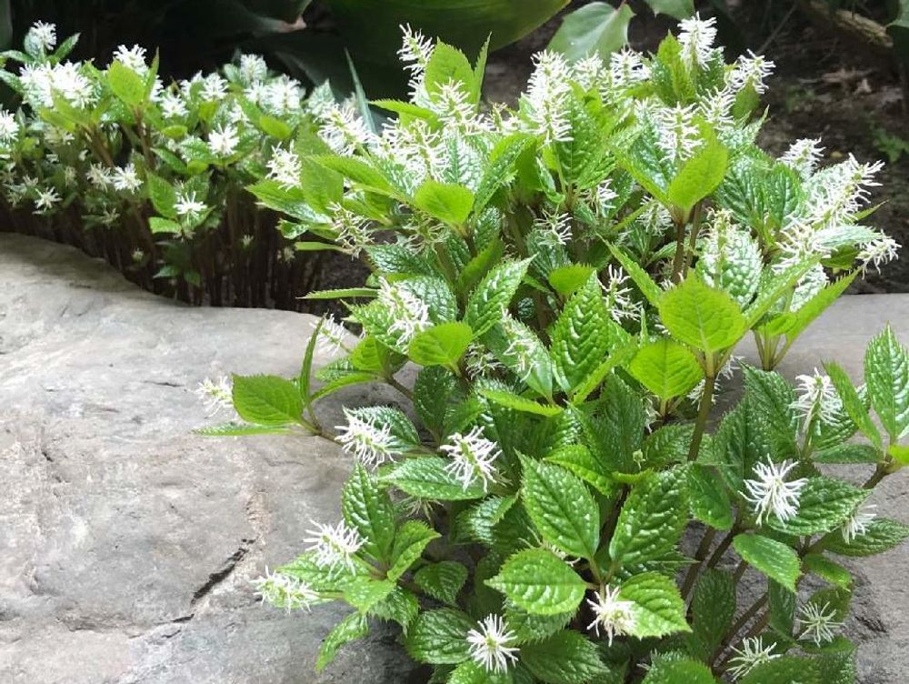 ヒトリシズカ　野生　白い花