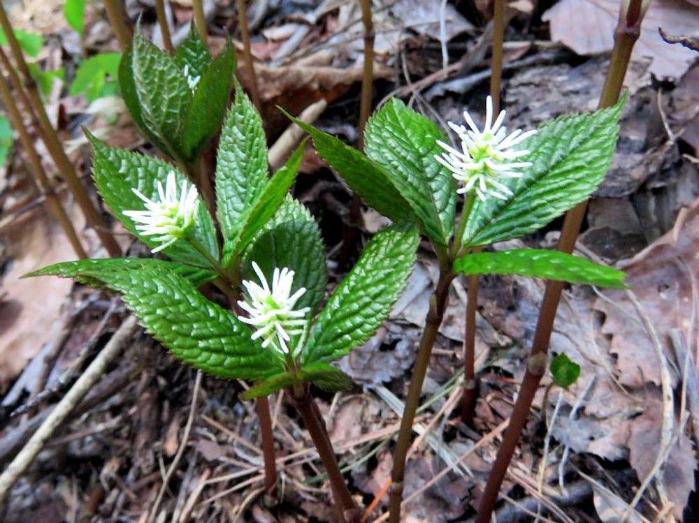 ヒトリシズカ　野生　白い花