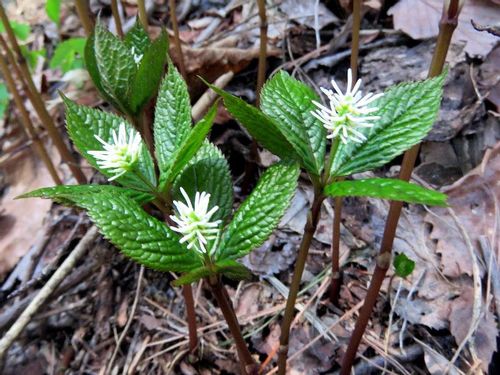 ヒトリシズカの育て方 種まき時期は 日当たりや水やり加減は Greensnap グリーンスナップ ヒトリシズカの育て方 種まき時期は 日当たりや水やり加減は Greensnap グリーンスナップ