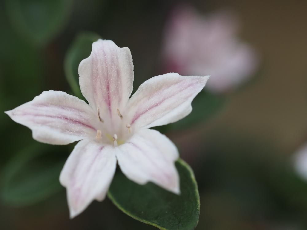 ハクチョウゲ(白丁花)　白い花