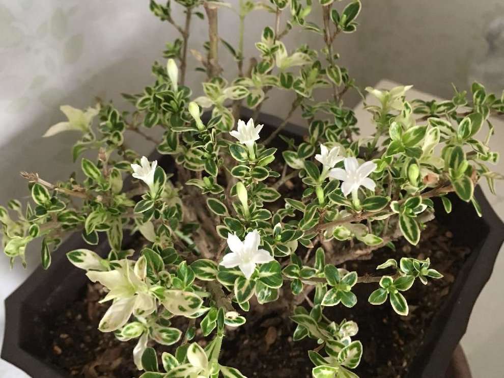 ハクチョウゲ(白丁花)　白い花