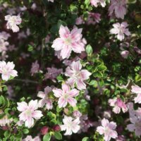 ハクチョウゲ(白丁花)の育て方｜挿し木の方法は？剪定のコツは？の画像