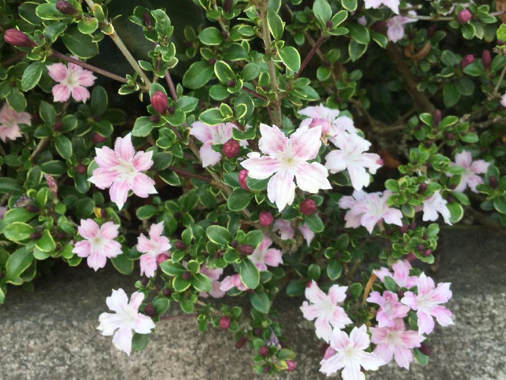 ハクチョウゲ(白丁花)　ピンク色の花