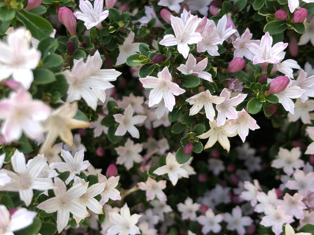 ハクチョウゲ(白丁花)　薄桃色の花