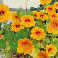 キンレンカ(ナスタチウム)の育て方｜植え付け時期や増やし方は？の画像