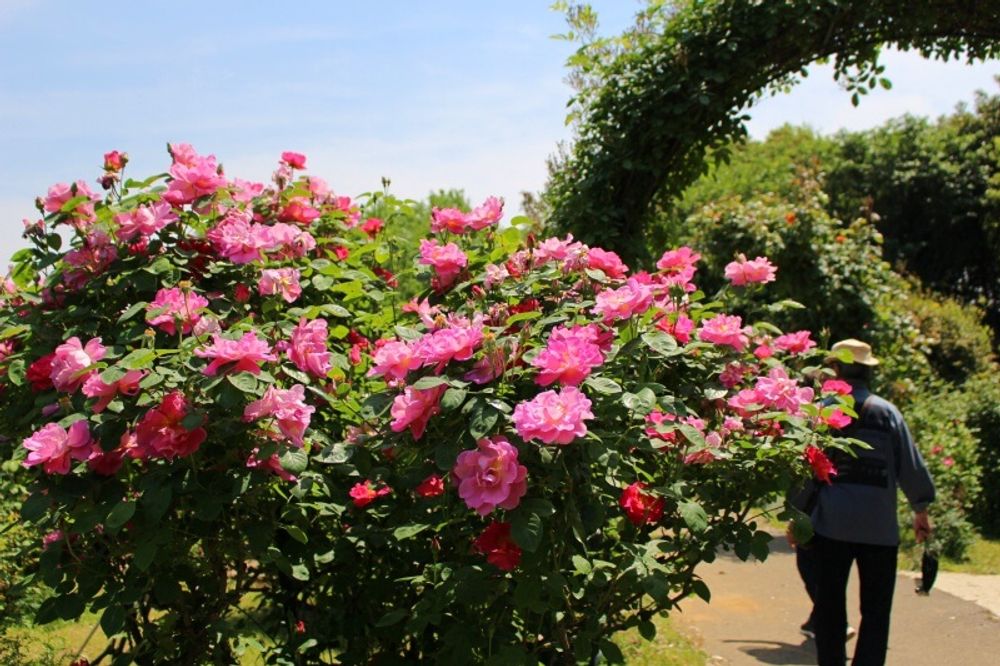 京成バラ園