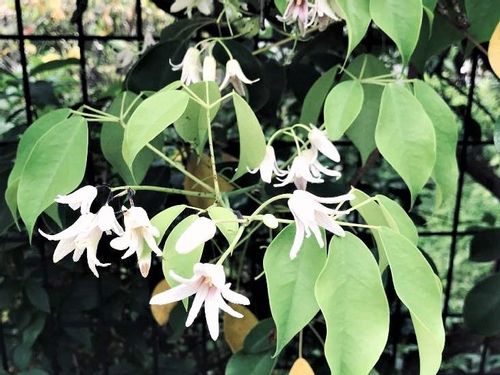 ムベの育て方 実や花を多くつけさせるコツとは Greensnap グリーンスナップ ムベの育て方 実や花を多くつけさせるコツとは Greensnap グリーンスナップ