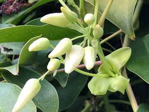 ムベの育て方 実や花を多くつけさせるコツとは Greensnap グリーンスナップ ムベの育て方 実や花を多くつけさせるコツとは Greensnap グリーンスナップ